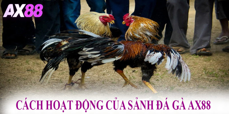 Cách hoạt động của sảnh đá gà AX88