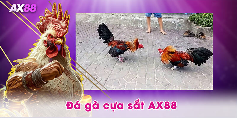 đá gà cưa sắt AX88