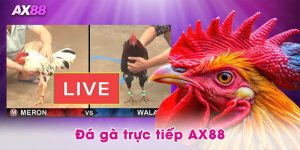 Đá gà trực tiếp AX88