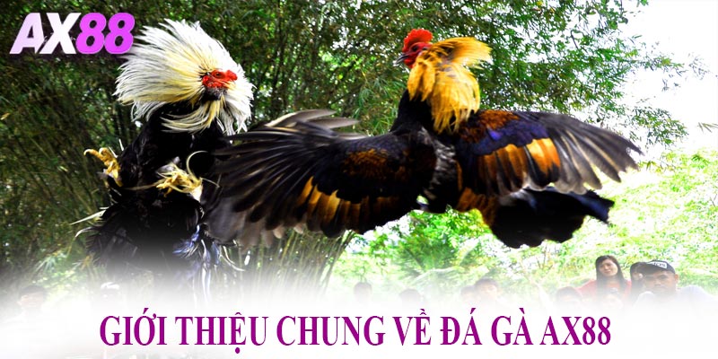 Giới thiệu chung về đá gà AX88