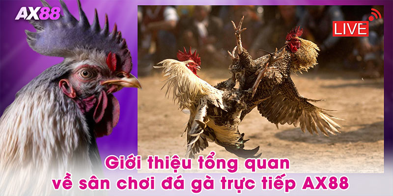 Giới thiệu tổng quan về sân chơi đá gà trực tiếp AX88