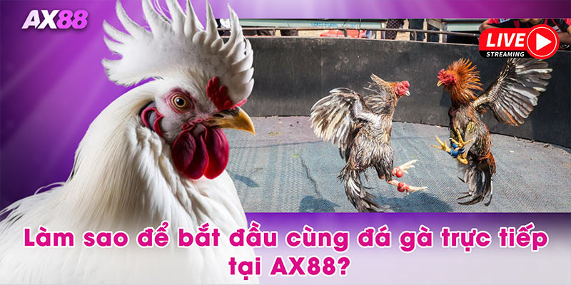 Làm sao để bắt đầu cùng đá gà trực tiếp tại AX88?