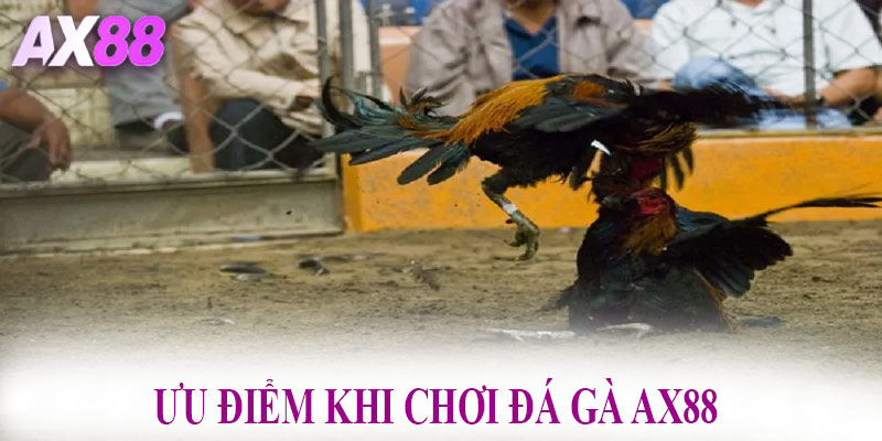 Ưu điểm khi chơi đá gà AX88